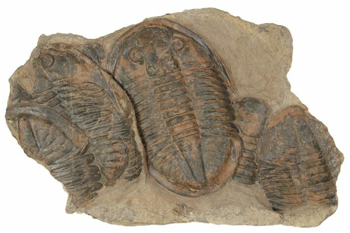 Asaphid Trilobite With Partials - Taouz, Morocco #195824
